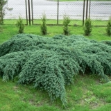 Juniper plavi tepih: opis, sadnja i njega